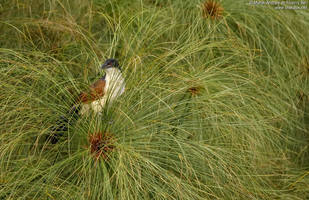 Coucal à nuque bleue