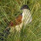 Coucal à nuque bleue