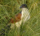 Coucal à nuque bleue