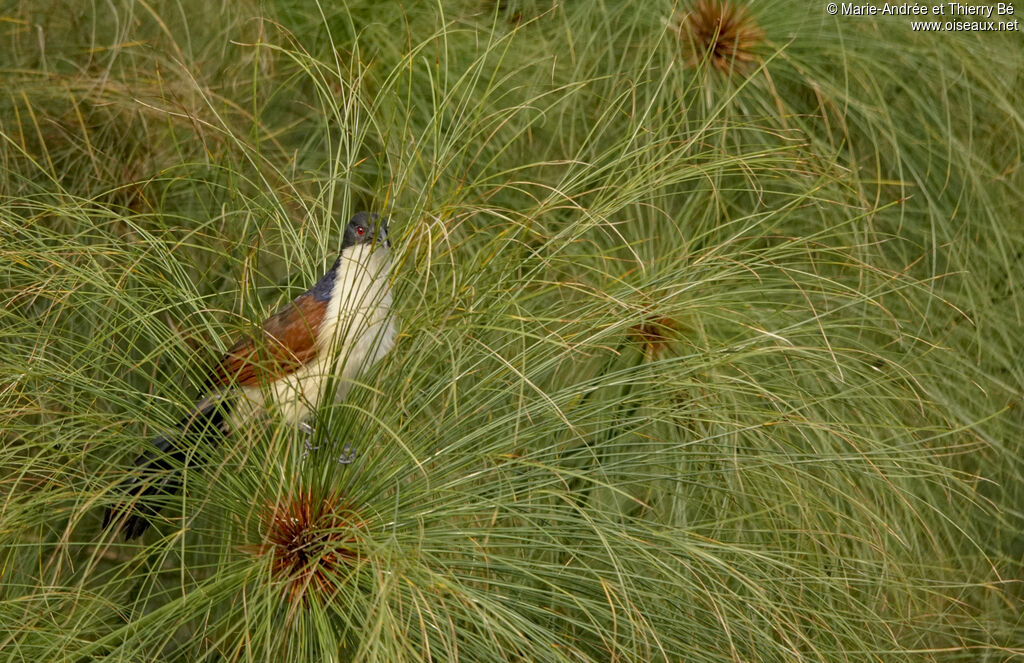 Coucal à nuque bleue