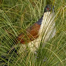 Coucal à nuque bleue