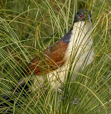 Coucal à nuque bleue