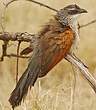 Coucal à sourcils blancs