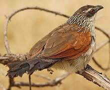 White-browed Coucal