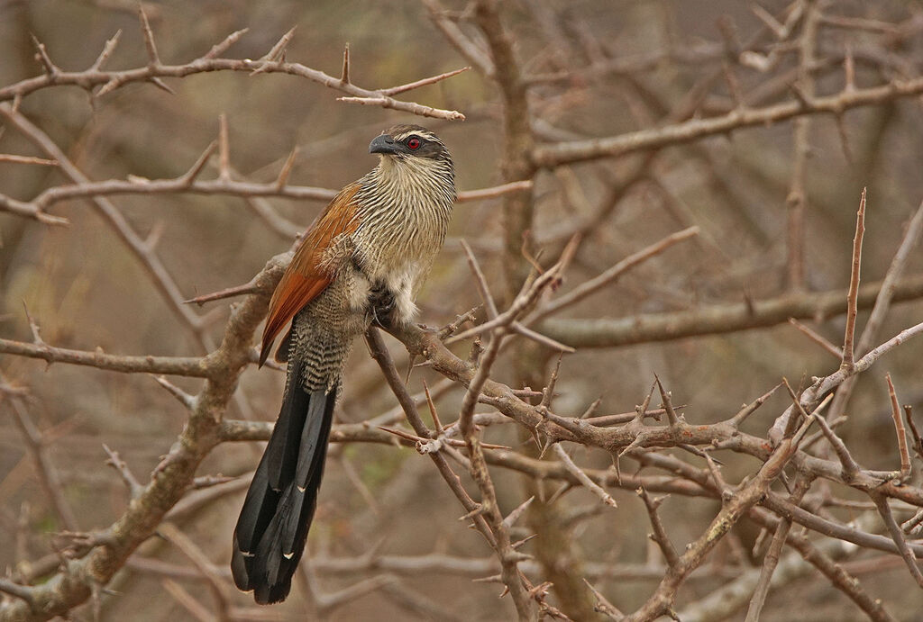 Coucal à sourcils blancs