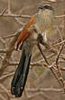 Coucal à sourcils blancs