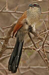 Coucal à sourcils blancs