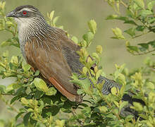 Coucal à sourcils blancs