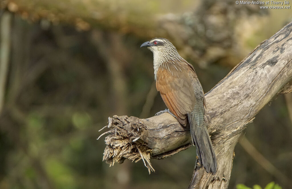 White-browed Coucal