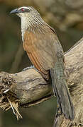 White-browed Coucal