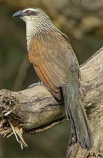 Coucal à sourcils blancs