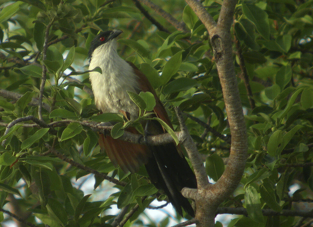 Senegal Coucal