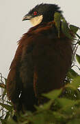 Coucal du Sénégal