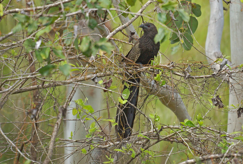 Coucal faisan