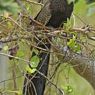 Coucal faisan