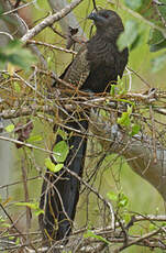 Coucal faisan