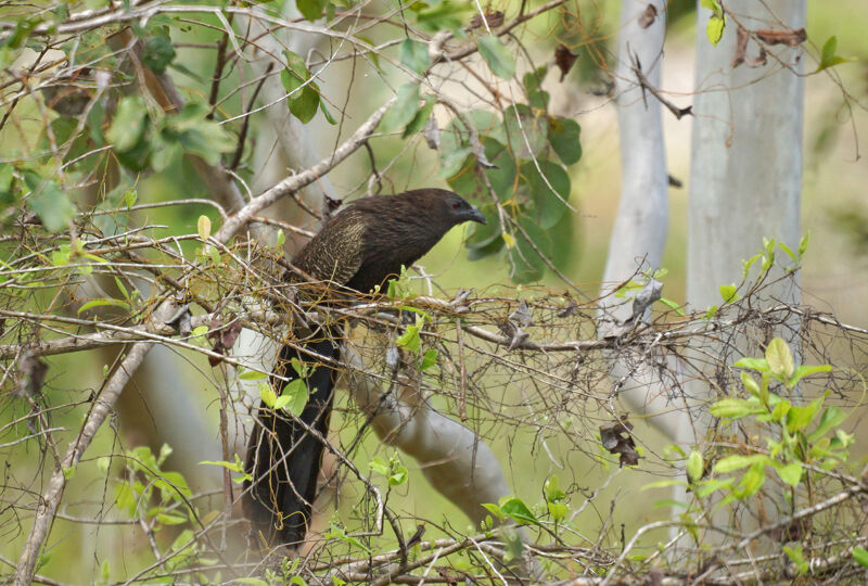 Pheasant Coucal