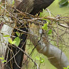 Coucal faisan