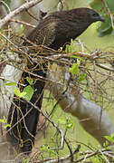 Coucal faisan