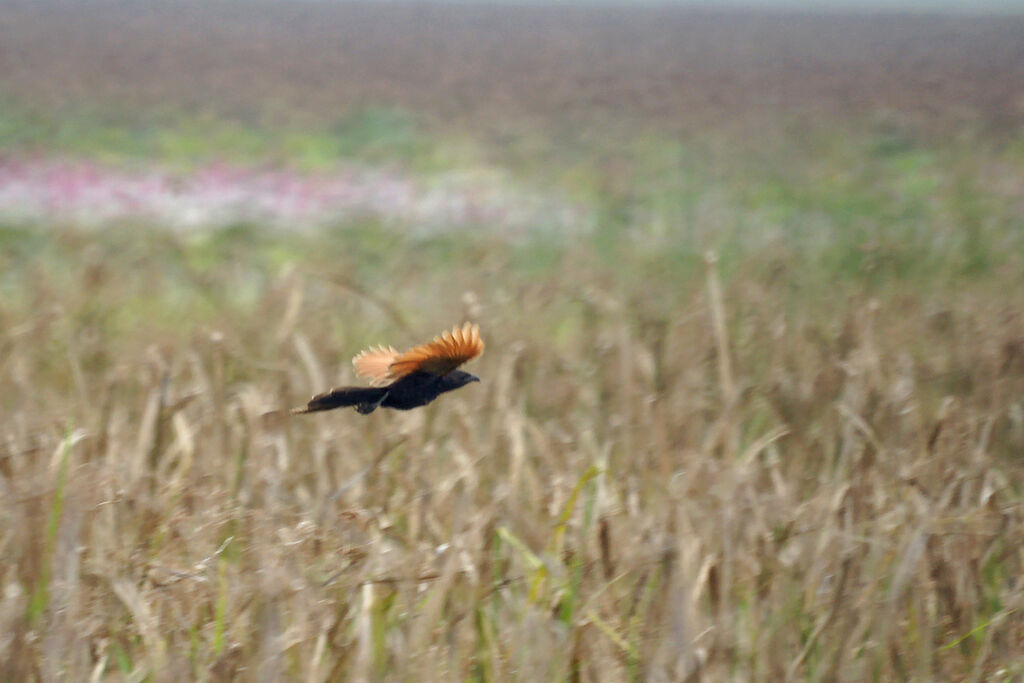 Coucal rufin