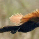 Coucal rufin
