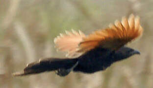 Lesser Coucal