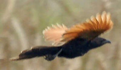 Coucal rufin