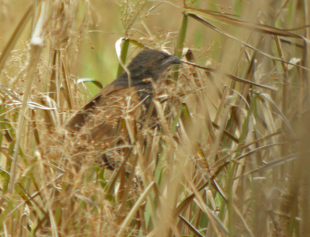 Coucal rufin