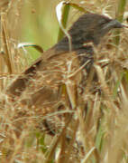 Coucal rufin