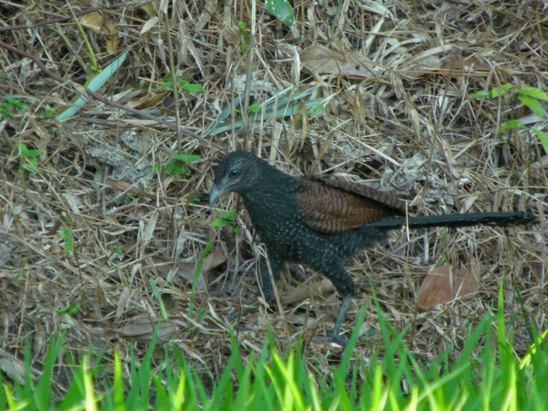 Coucal rufin