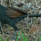 Coucal rufin