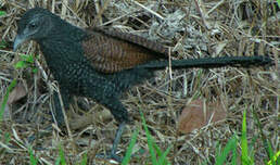 Coucal rufin