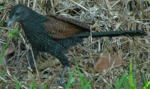 Lesser Coucal