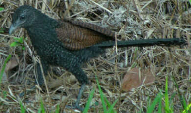 Coucal rufin