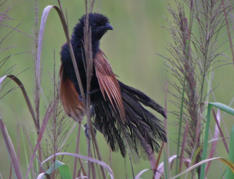 Coucal rufin