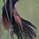 Coucal rufin