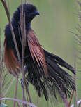 Coucal rufin