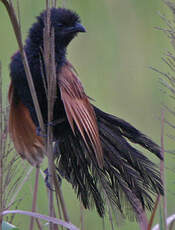 Coucal rufin