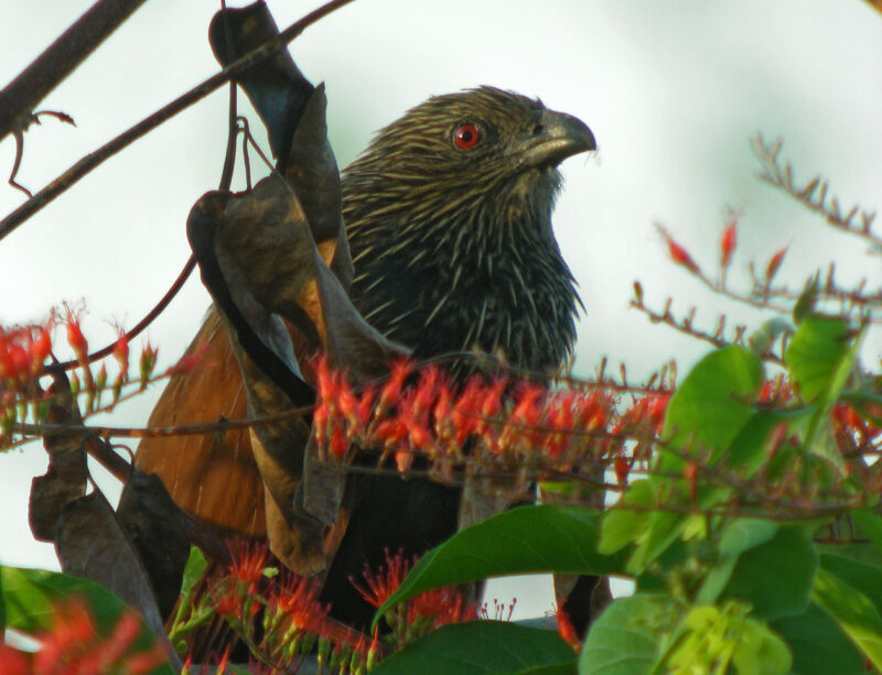 Coucal toulou