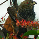 Coucal toulou