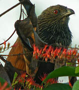 Coucal toulou