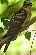 Indian Cuckoo