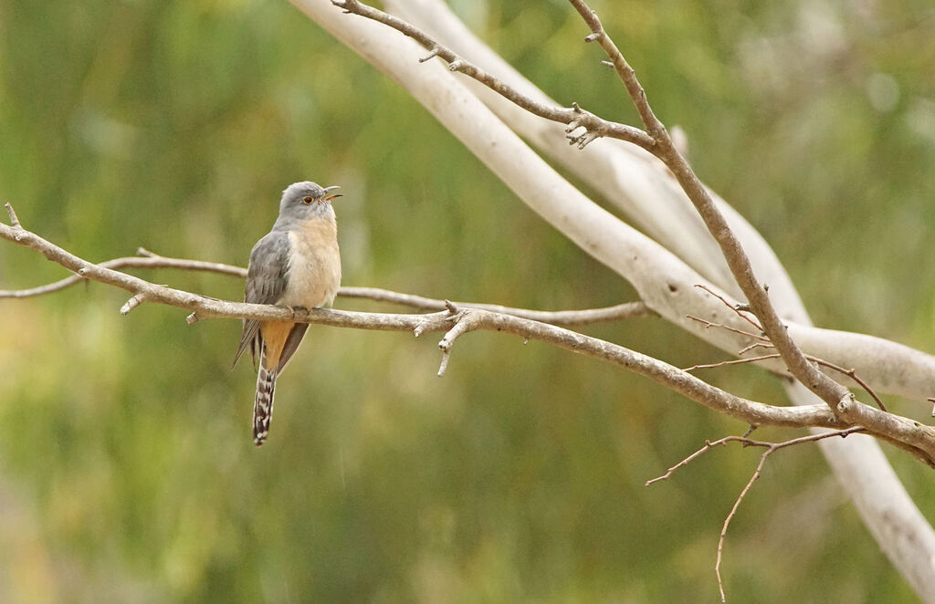 Fan-tailed Cuckoo