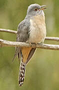 Fan-tailed Cuckoo