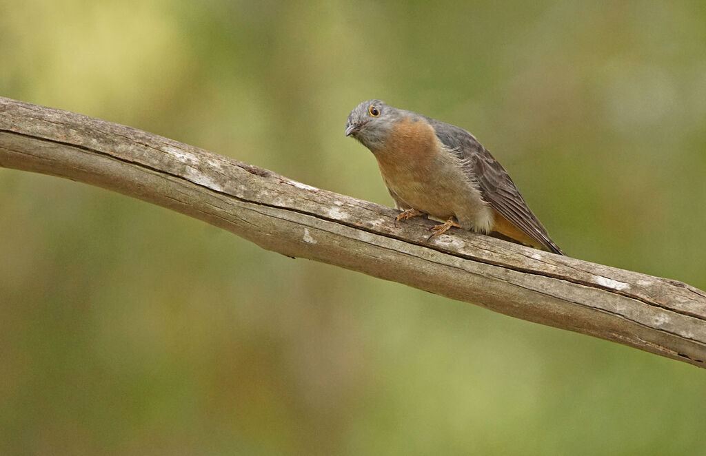 Fan-tailed Cuckoo