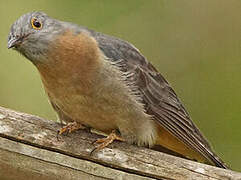 Fan-tailed Cuckoo