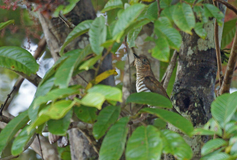 Rufous-throated Bronze Cuckoo