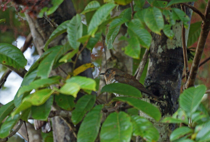 Rufous-throated Bronze Cuckoo