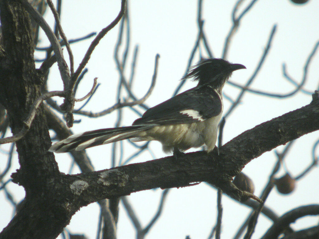 Levaillant's Cuckoo