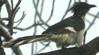 Levaillant's Cuckoo